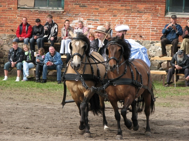 Toris, eesti hobuste rakend Airi Reinvarti juhtimisel